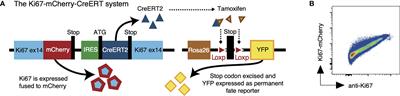 Quantifying cellular dynamics in mice using a novel fluorescent division reporter system